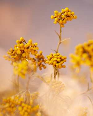 Precious Cleansing Foam