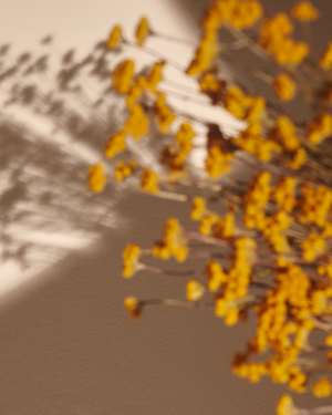 Immortelle Overnight Reset Oil-in-Serum Refill