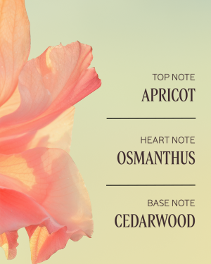 Osmanthus Abricot Trio